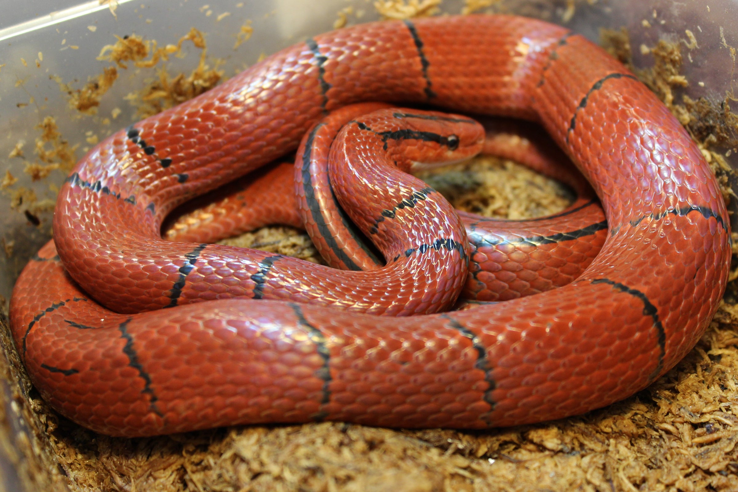 Collection- Breeder Chinese King Rats, Bamboo Rats, Ball Pythons ...
